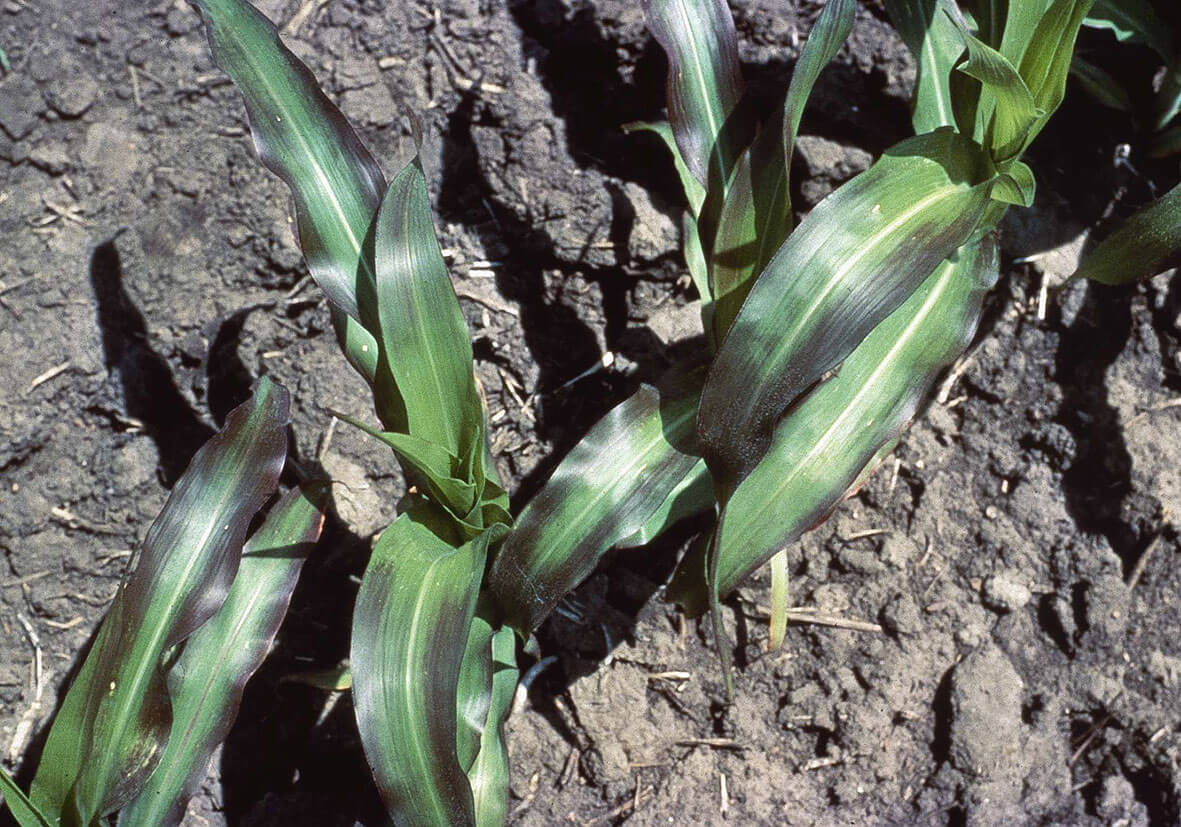 Fosfor Elementinin Fonksiyonları Nelerdir? Fosfor Elementinin Fonksiyonları Nelerdir?