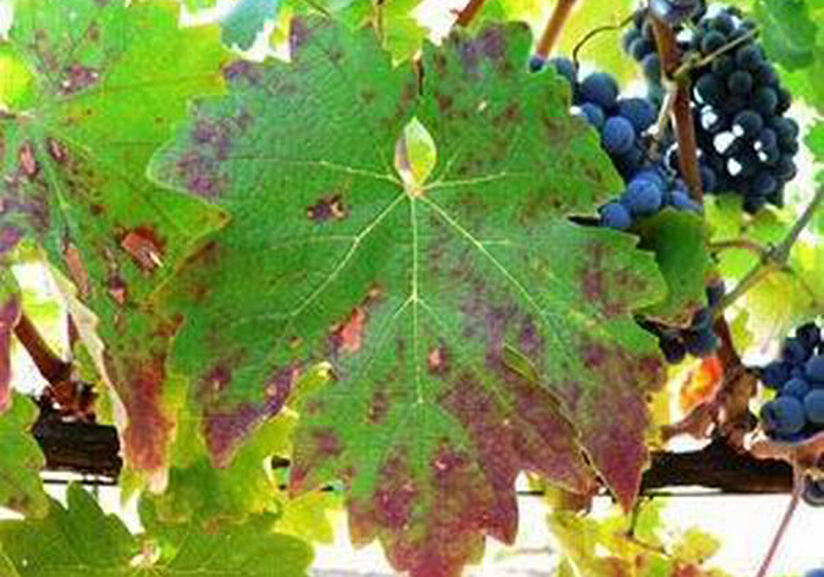 Fosfor Elementinin Fonksiyonları Nelerdir? Fosfor Elementinin Fonksiyonları Nelerdir?