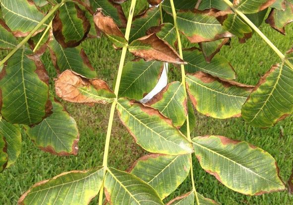 Bitkilerde potasyum noksanlÄ±ÄŸÄ± sorhocam ile ilgili gÃ¶rsel sonucu