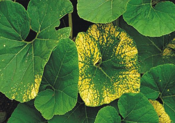 Magnezyum Elementinin Fonksiyonları Nelerdir?