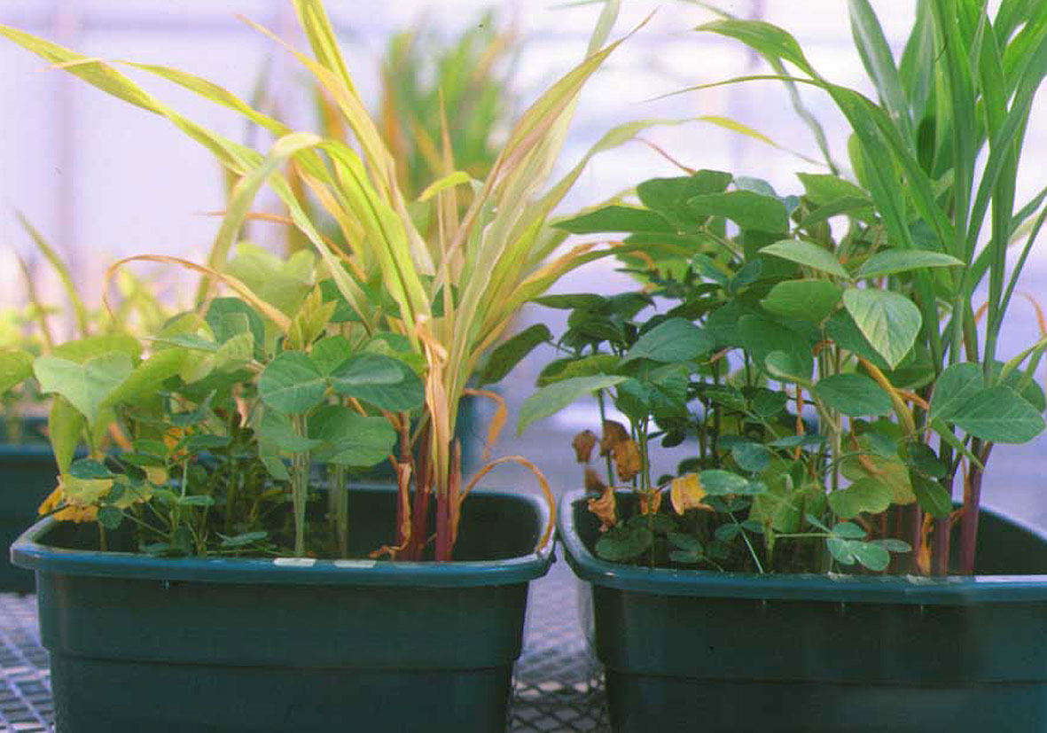 Kükürt Elementinin Fonksiyonları Nelerdir?