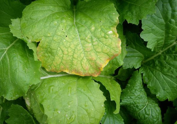 Kükürt Elementinin Fonksiyonları Nelerdir?