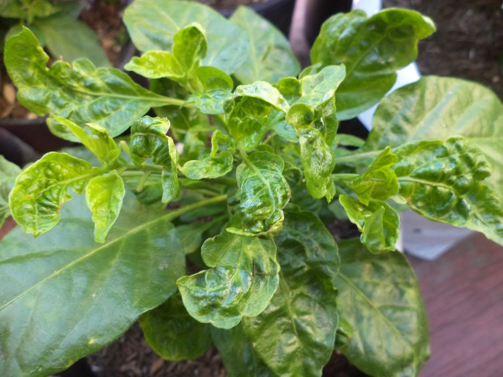 Kalsiyum Elementinin Fonksiyonları Nelerdir?