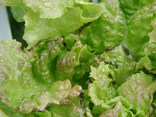 Kalsiyum Elementinin Fonksiyonları Nelerdir?