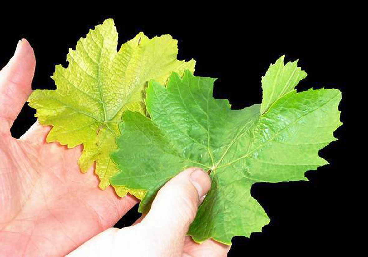 Demir Elementinin Fonksiyonları Nelerdir?