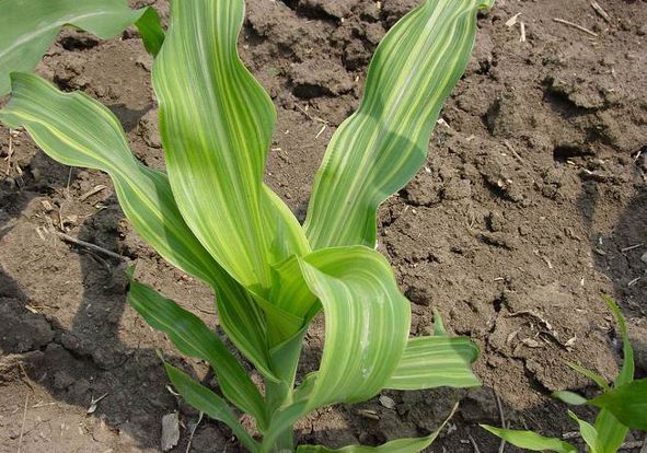 Mısırda Çinko (Zn) Noksanlığı