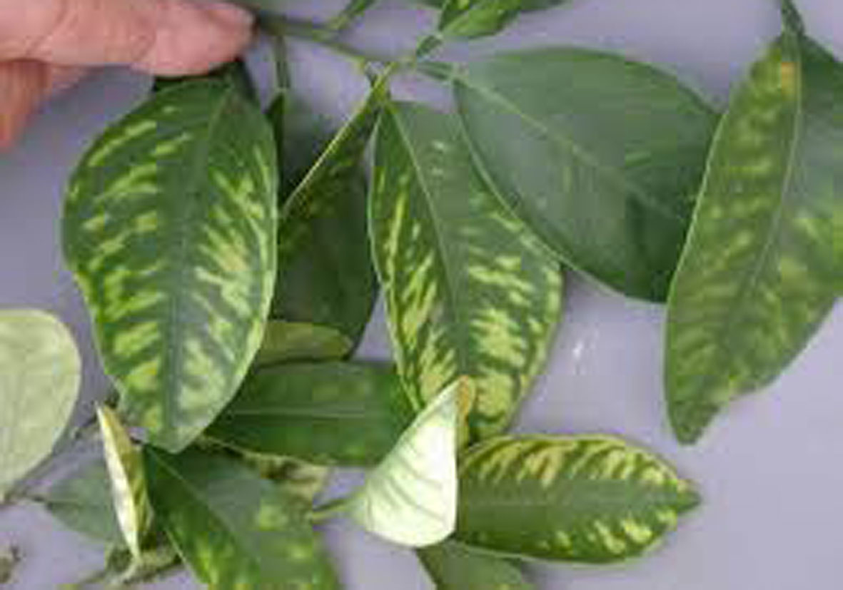 Çinko Elementinin Fonksiyonları Nelerdir?