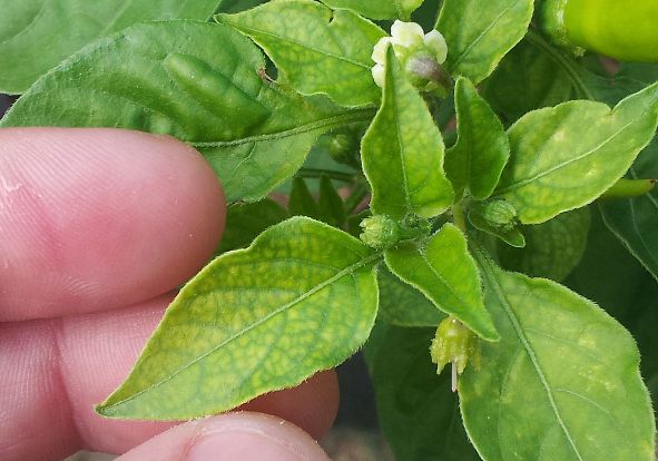 Mangan Elementinin Bitkilerdeki Fonksiyonları Nelerdir?