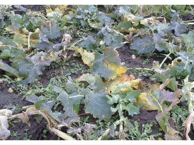 Molibden Elementinin Fonksiyonları Nelerdir?