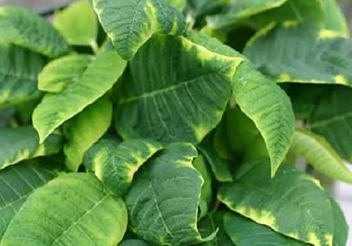 Molibden Elementinin Fonksiyonları Nelerdir?