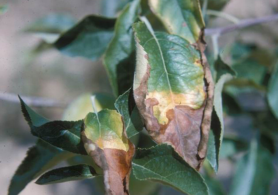 Bor Elementinin Fonksiyonları Nelerdir?