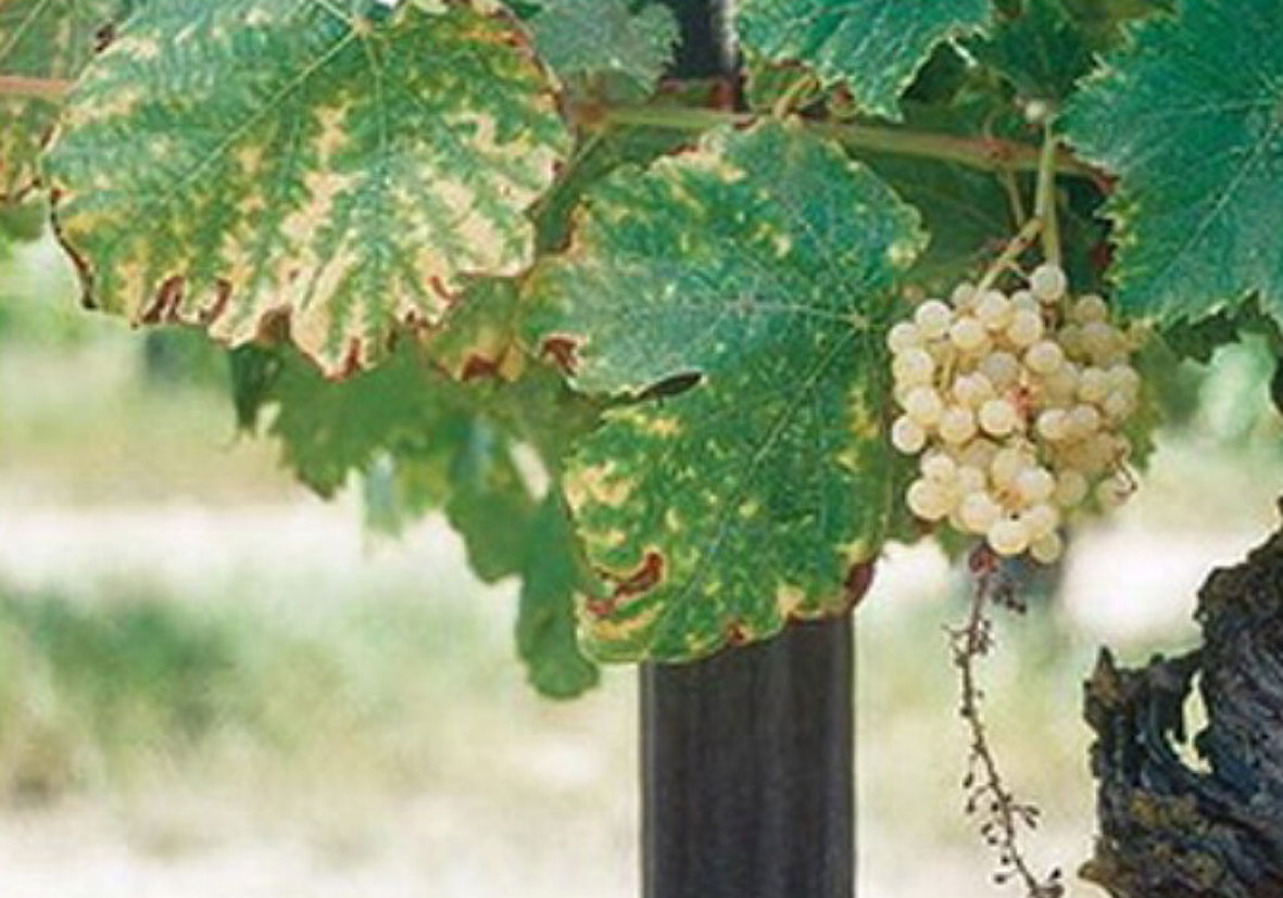 Bor Elementinin Fonksiyonları Nelerdir?