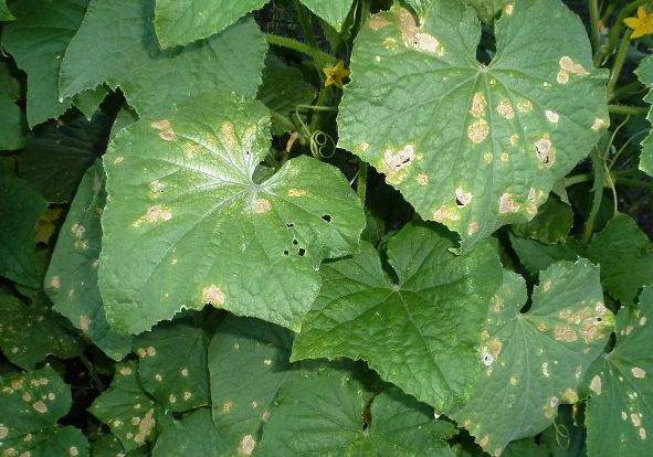Bakır Elementinin Fonksiyonları Nelerdir?