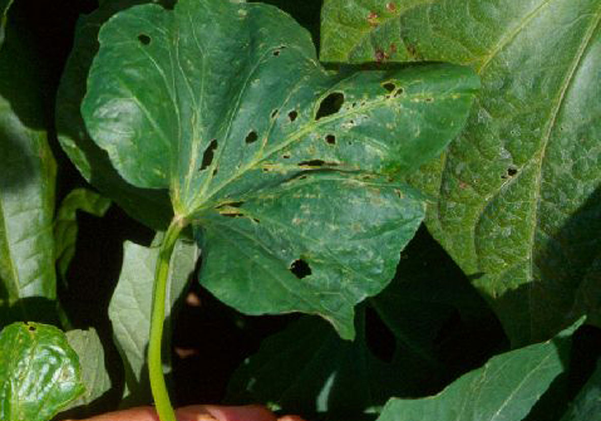 Bakır Elementinin Fonksiyonları Nelerdir?