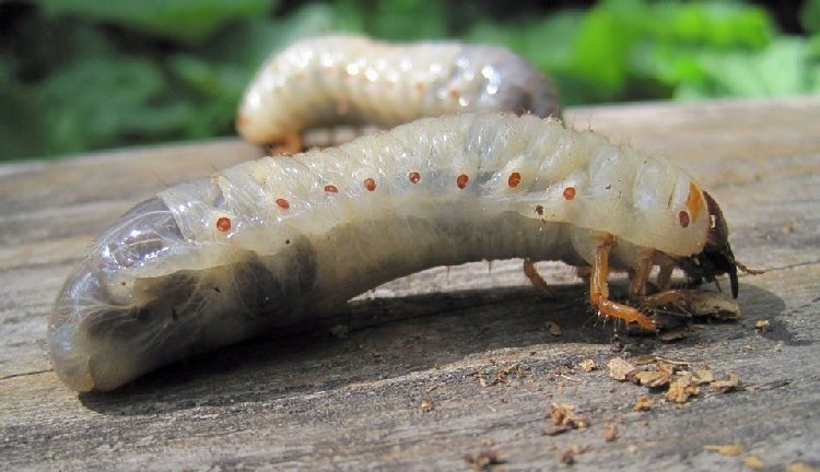 Toprakaltı Zararlıları Nedir? Zararları Ve Mücadele Yöntemleri