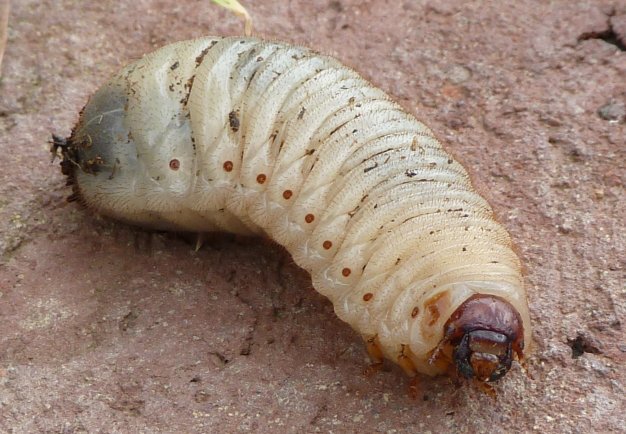 Toprakaltı Zararlıları Nedir? Zararları Ve Mücadele Yöntemleri