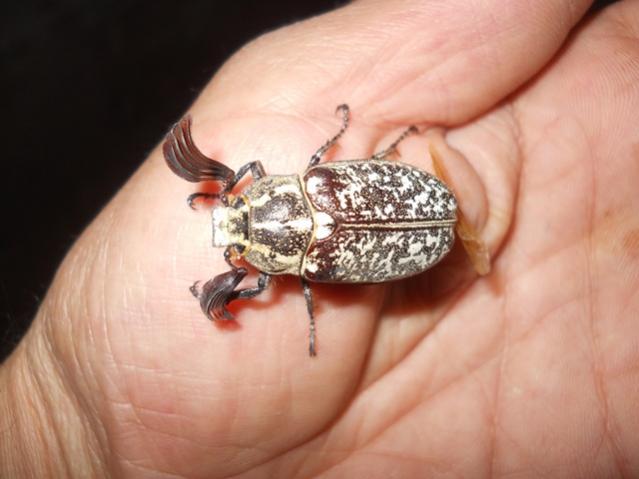 Toprakaltı Zararlıları Nedir? Zararları Ve Mücadele Yöntemleri