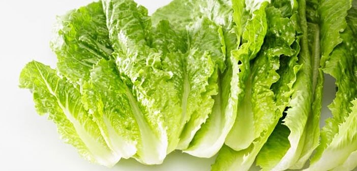 Marul Gübreleme Önerileri (Tavsiyeleri)