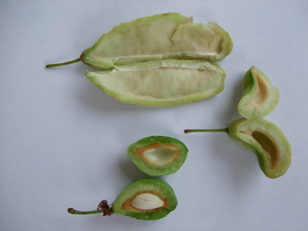 Eriklerde Cep Hastalığı