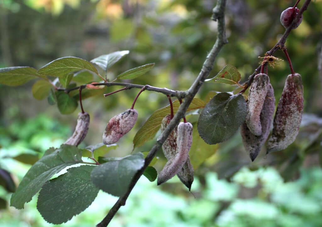 Eriklerde Cep Hastalığı