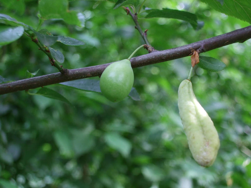 Eriklerde Cep Hastalığı