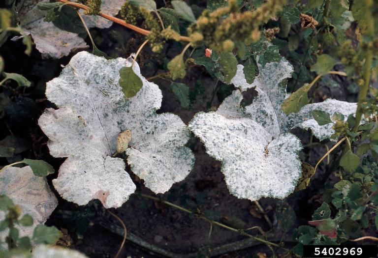 Kabakgillerde Külleme Hastalığı