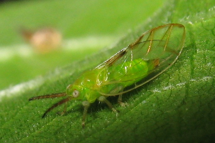 İncir Psillidi Zararlısı (Homotoma Ficus L.)