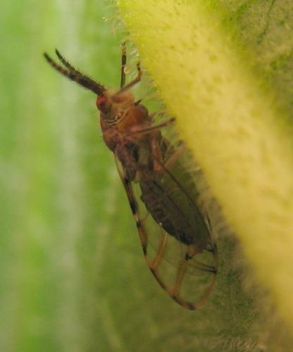 İncir Psillidi Zararlısı (Homotoma Ficus L.)