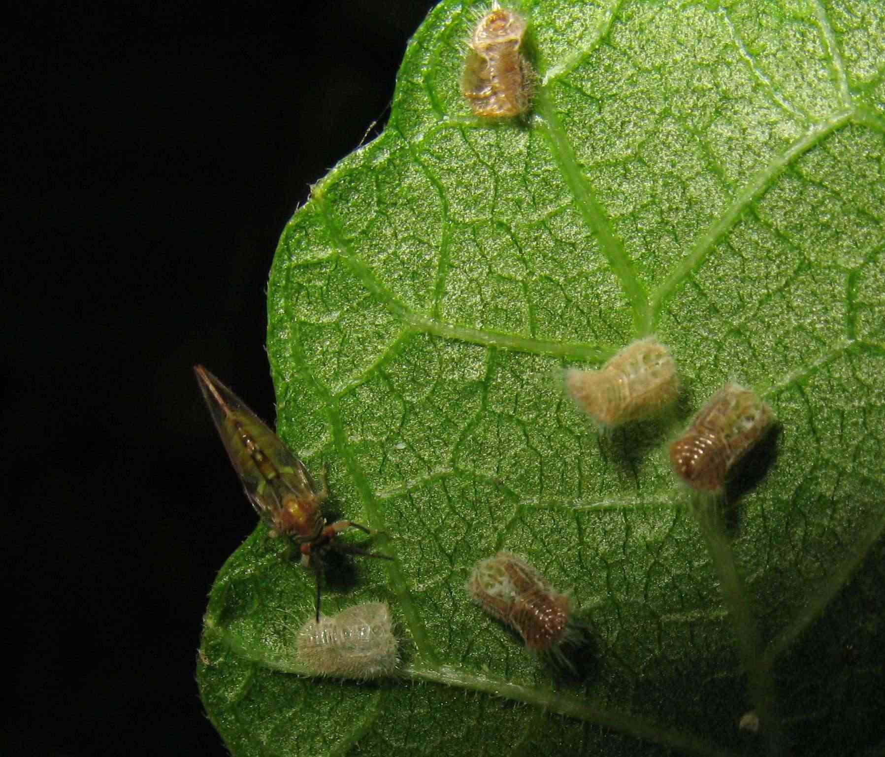 İncir Psillidi Zararlısı (Homotoma Ficus L.)