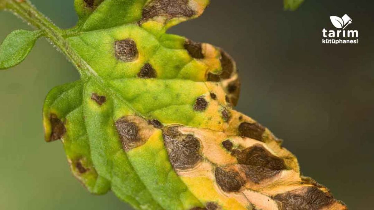 Alternaria Yaprak lekesi