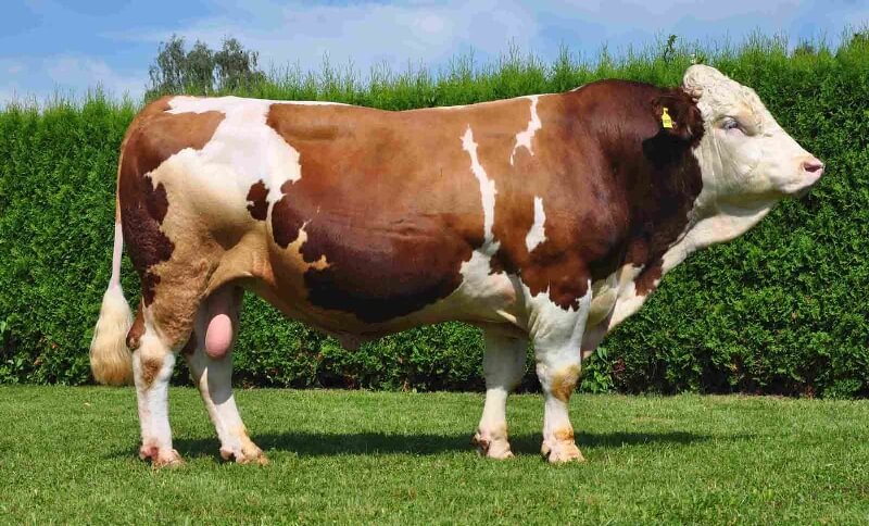 Kurbanlık Hayvan Sevklerinde, Alımlarında Ve Kesimlerinde Dikkat