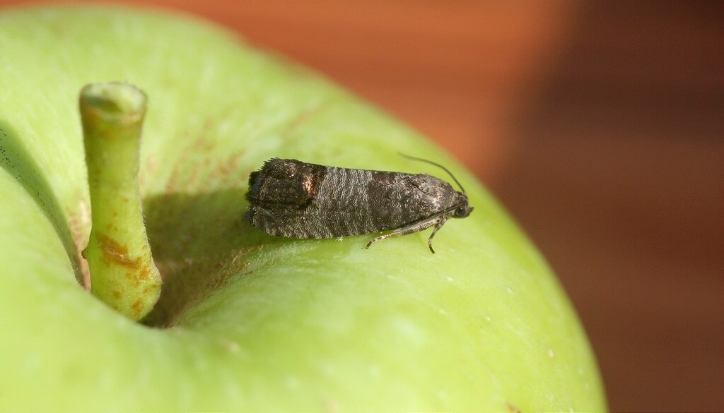 Elma İç Kurdu Ergini