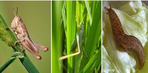 Genel Zararlılar Listesi