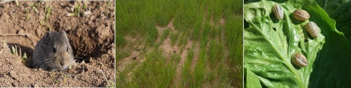 Genel Zararlılar Listesi