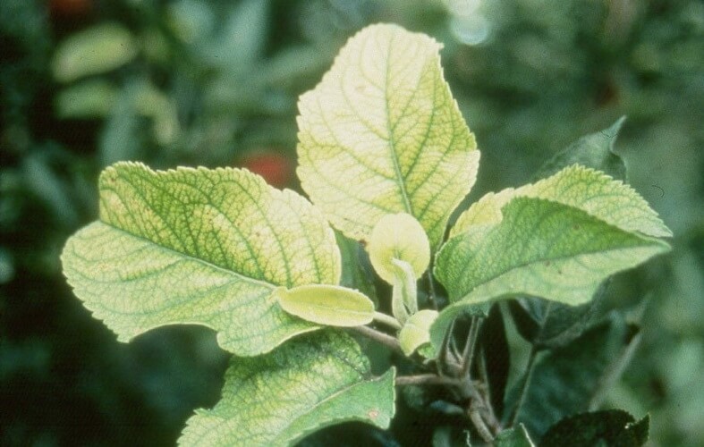 Elmalarda Demir Noksanlığı