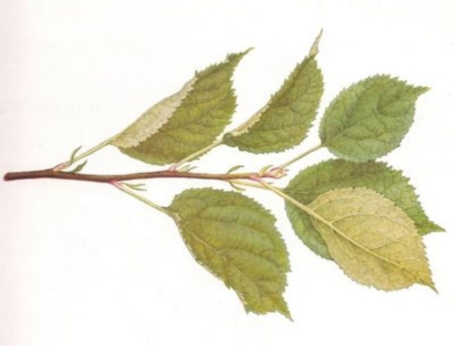 Elma Ağaçlarında Azot Noksanlığı