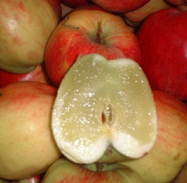 Elma Ağaçlarında Bor Noksanlığı