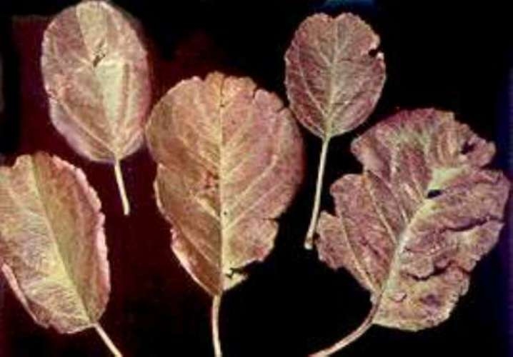 Elma Ağaçlarında Fosfor Noksanlığı