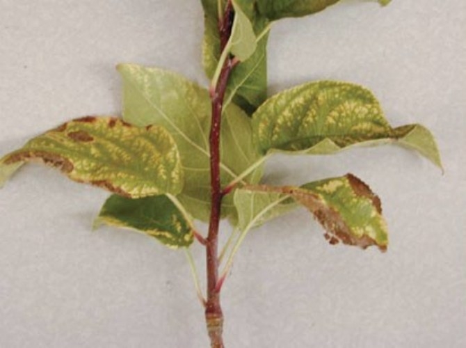 Elmada Magnezyum Noksanlığı