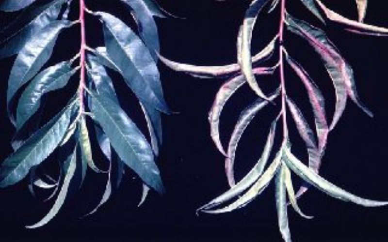 Elma Potasyum Noksanlığı