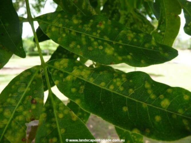 Ceviz Ağaçlarında Bor Eksikliği Nedir, Nasıl Anlaşılır?