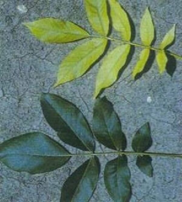 Cevizde Demir Eksikliği Nedir, Nasıl Anlaşılır?