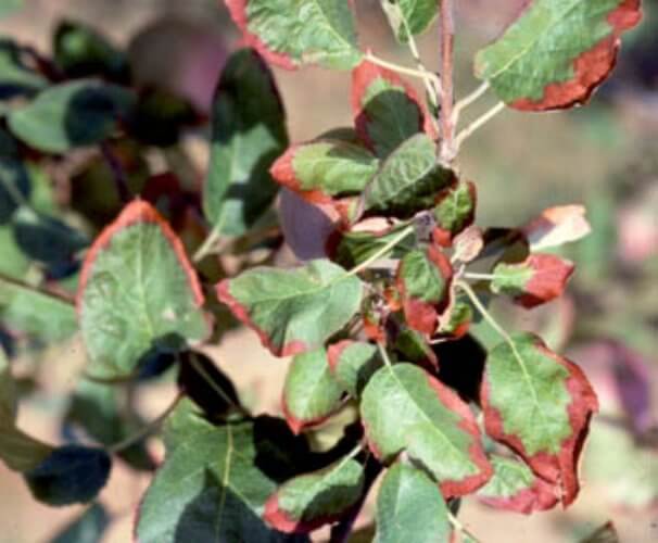 Cevizde Kalsiyum Eksikliği Nedir, Nasıl Anlaşılır?