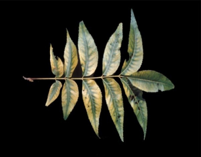 Ceviz Ağaçları Magnezyum Eksikliği Nedir, Nasıl Anlaşılır?