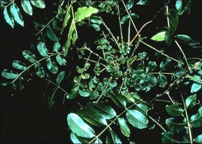 Ceviz Ağaçlarında Mangan Eksikliği Nedir, Nasıl Anlaşılır?