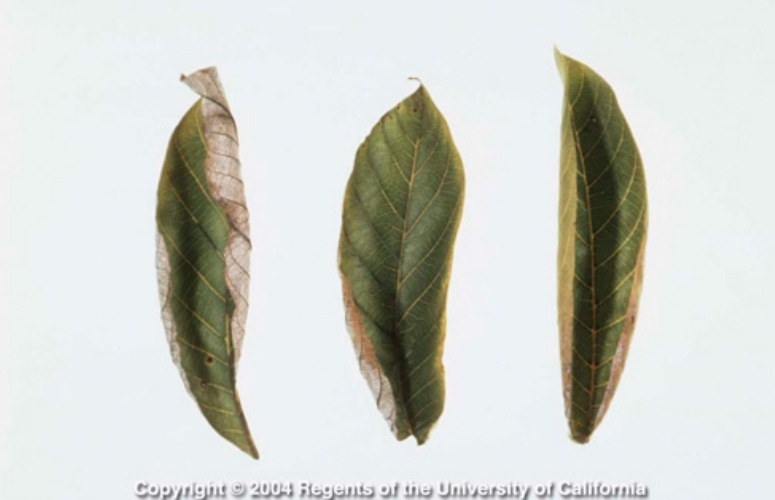 Ceviz Ağaçlarında Potasyum Eksikliği Nedir, Nasıl Anlaşılır?