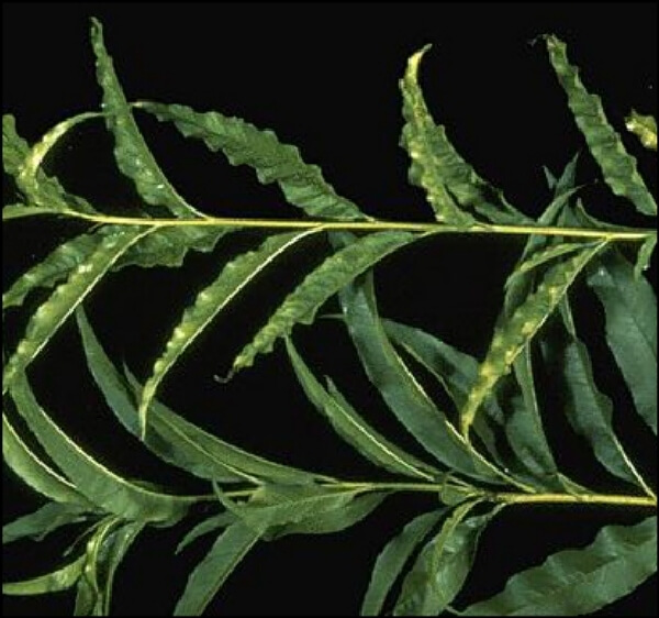 Kayısı Ağaçlarında Çinko Eksikliği Nedir, Nasıl Anlaşılır?