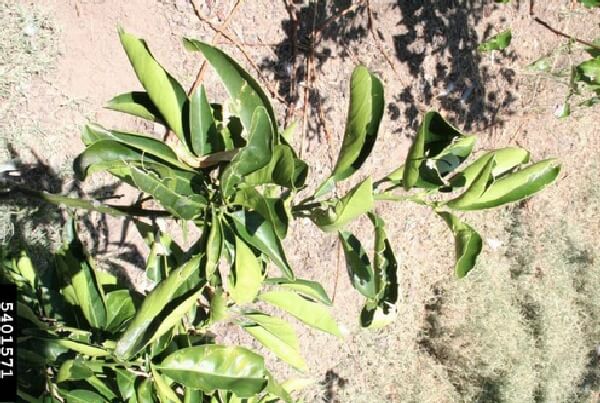 Kaysıda Bor Eksikliği Nedir, Nasıl Anlaşılır? Kaysıda Bor Noksanlığı