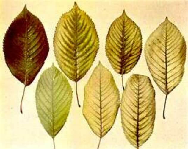 Kirazda Mangan Eksikliği Nedir, Nasıl Anlaşılır?