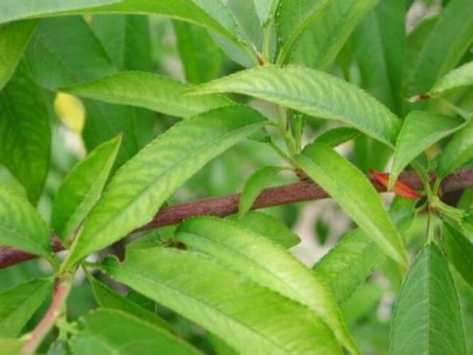 Kiraz Ve Vişnede Çinko Eksikliği Nedir, Nasıl Anlaşılır?